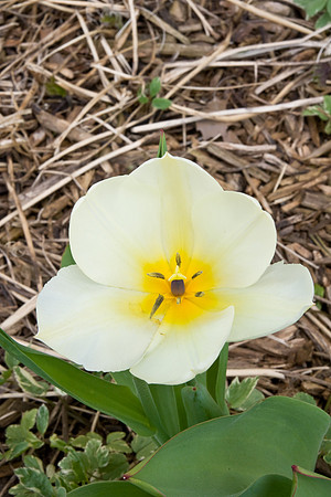 WL0594