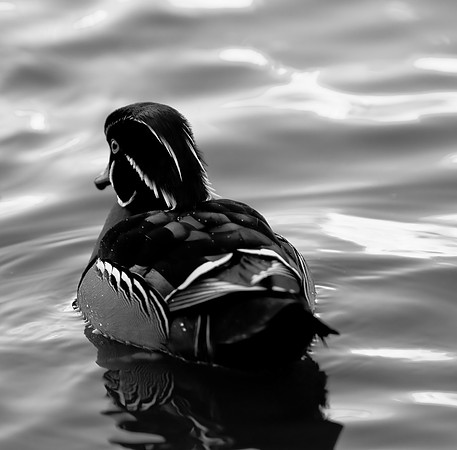 B&W0546
