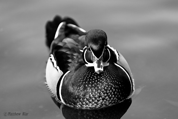 B&W0609